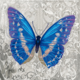Blue Butterfly I Prints by Alan Hopfensperger