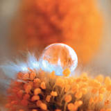 Eternal Flame Kunstdrucke von Lily Andrea Seidel