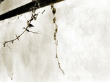 A Vine on a Blank Wall Photographic Print by Katrin Adam