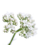 Valeriana officinalis Art par Sonja Dürnberger