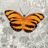Orange Butterfly I Prints by Alan Hopfensperger