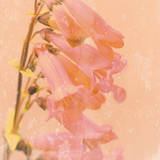Romantic Foxglove Posters by Tom Lambert
