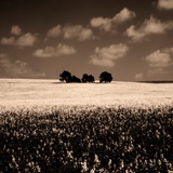 A Group of Trees in a Field Photographic Print by Mark James Gaylard
