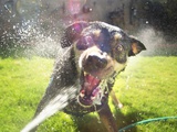Dog Attacking Water Hose in Backyard Fun, Vicious an Wide Eyed, Albuquerque New Mexico Photographic Print by Kevin Lange