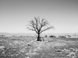 Arizona Tree Abstract Landscape Black and White, Two Guns Ghost Town Photographic Print by Kevin Lange