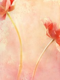Two Anemonies Photographic Print by Mia Friedrich