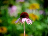 Echinacea Photographic Print by Sharon Wish