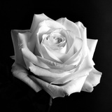 White Rose Photographic Print by Alaya Gadeh