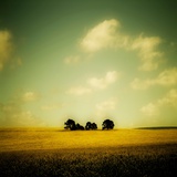 Trees in a Farmers Field Photographic Print by Mark James Gaylard