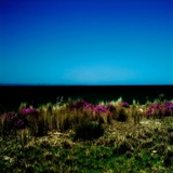 Sand Dunes with Grass and Flowers Photographic Print by Mark James Gaylard