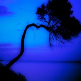 An Twisted Fir Tree with Blue Sea Photographic Print by Mark James Gaylard