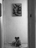 Dog Sitting at the End of the Hallway in Black and White Photographic Print by Kevin Lange