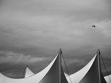 Give Me Wings Photographic Print by Sharon Wish