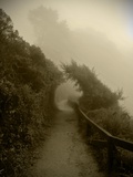The Misty Path Photographic Print by Steven Boone