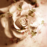 Romantic Rose Blush Photographic Print by Alaya Gadeh