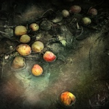Windfalls Photographic Print by Marta Orlowska