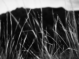 Sandia Mountain Grass Abstract Black and White Landscape, New Mexico Photographic Print by Kevin Lange
