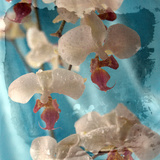 Serenade of Orchid I Photographic Print by Alaya Gadeh