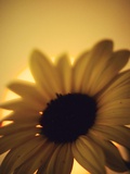 The Environment: Sunflower Sunset Landscape Affected by Colorado Wildfires Near Boulder Photographic Print by Kevin Lange