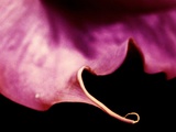 The Edge of a Pink Petal Photographic Print by Leonora Saunders
