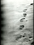 Footprints in a Sandy Beach Photographic Print by Leonora Saunders