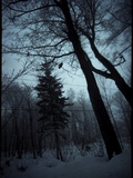 A Woodland Scene at Dusk Two Birds Pirched on a Branch Photographic Print by Leonora Saunders