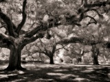 Old Oak Trees Photographic Print by Rip Smith