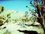 A Desert Scene with Cactus Plants Photographic Print by Leonora Saunders