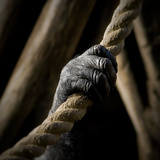 The Hand of an Ape Holding a Rope Photographic Print by Cristina Carra Caso