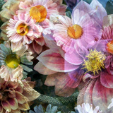 Romantic Dahlia Square II Photographic Print by Alaya Gadeh