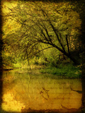 A Rural Scene with a Riverbank Photographic Print by Cristina Carra Caso
