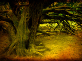 The Enchanted Forest Photographic Print by Cristina Carra Caso