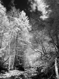 A Rural Scene with a River and Trees Photographic Print by Rip Smith