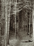 A Path through the Woods Photographic Print by Rip Smith