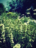 Abundance Photographic Print by Tim Kahane