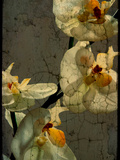 Orchid Photographic Print by Cristina Carra Caso