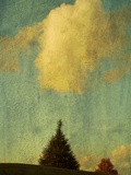 A Pine Tree Pointing Toward a Cloud Photographic Print by Susan Bein