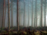 Forest of Pine Photographic Print by Malcolm McBeath