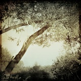 Untitled Photographic Print by Ewa Zauscinska