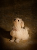Daisy the Cute Dog Photographic Print by Susan Bein