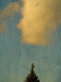 A Pine Tree and a Cloud Photographic Print by Susan Bein