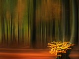 Beechwood Photographic Print by Malcolm McBeath