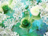 Into the Blue Green Photographie par Alaya Gadeh