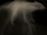 The Image of a Dog on a Dark Background Photographic Print by Susan Bein