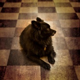 A Small Black Dog Lying on the Floor Photographic Print by Susan Bein