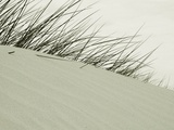 Long Grass on Sand Dunes Photographic Print by Katrin Adam