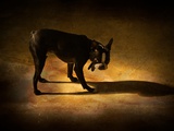 A Small Dog Standing with its Shadow Photographic Print by Susan Bein