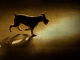 A Small Dog Walking in the Evening Light Photographic Print by Susan Bein