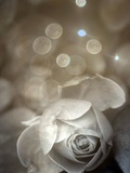 Language of a Rose Photographic Print by Alaya Gadeh