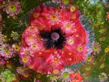 Flower Shower 7 Photographic Print by Alaya Gadeh